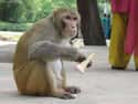 Monkey on Random Truly Strange Infestations That Could Be Taking Over Your House Right Now