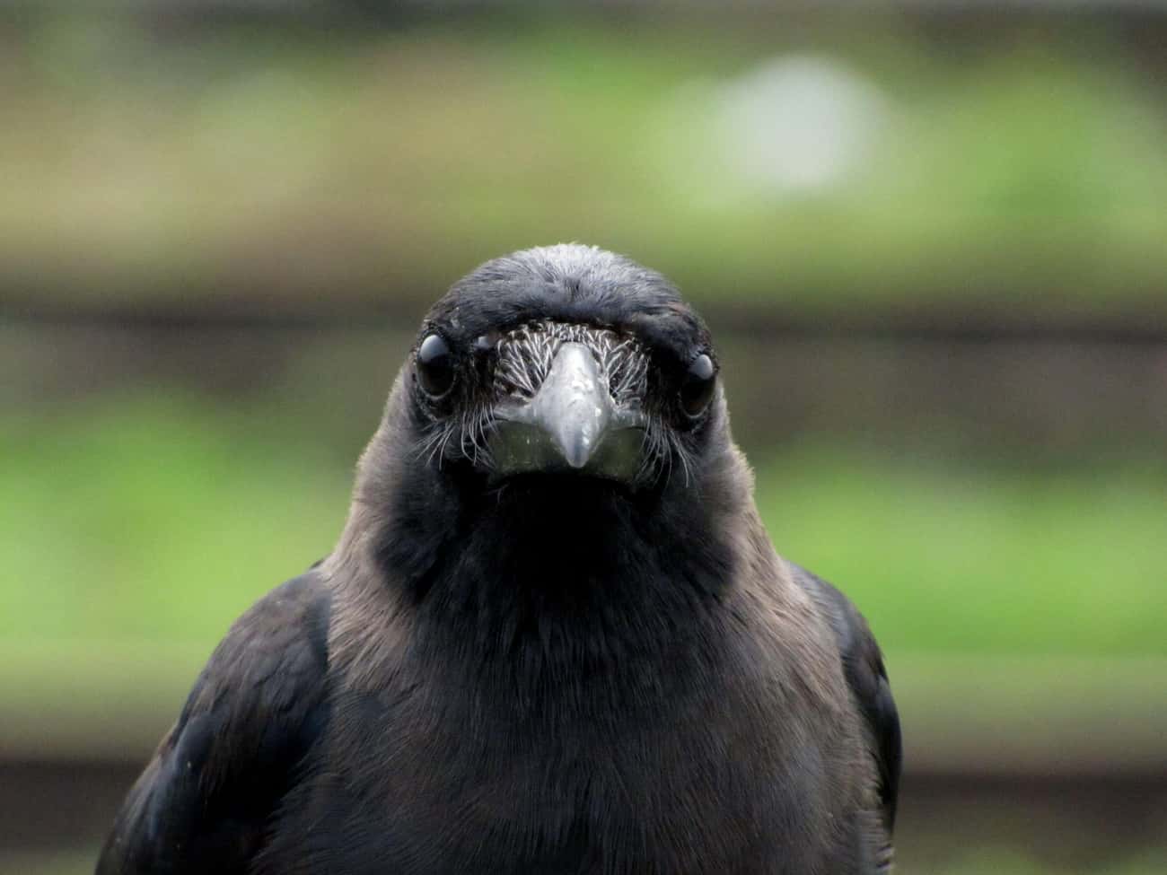 Crows Might Be As Smart As Primates