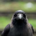 Crow on Random Fascinating, Borderline Unbelievable Animal Brains