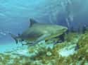Bull shark on Random Most Terrifying Creatures Found In Amazon River