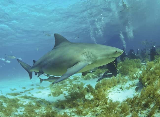 El tiburón toro figura (o clasificado) 5 en la lista 14 de los animales más mortíferos de Florida