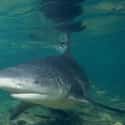Bull shark on Random Deadly Animals That Prove Australia Is Scariest Place On Earth