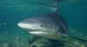 Bull shark on Random Scariest Types of Sharks in the World