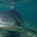 Bull shark on Random Scariest Types of Sharks in the World