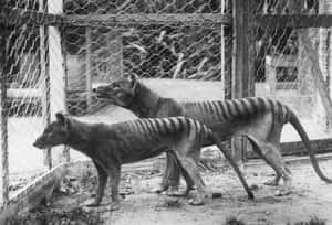 Thylacine (Tasmanian Tiger)