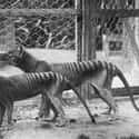 Thylacine on Random Extinct Species You Would Bring Back From Dead