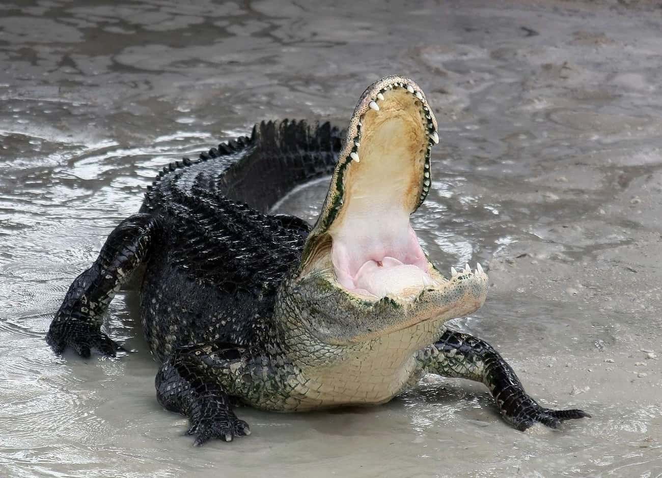 MYTH: You Should Run From An Alligator In Zigzags