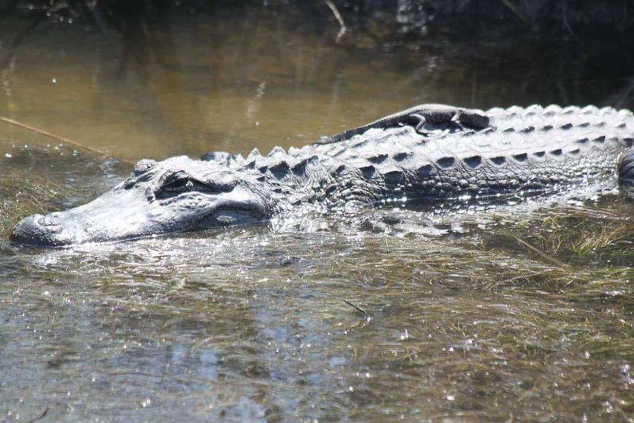 Alligator Moms Are Surprisingly Tender
