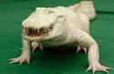 Alligator on Random Incredible Albino (and Leucistic) Animals