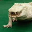 Alligator on Random Incredible Albino (and Leucistic) Animals