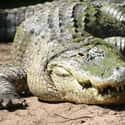 Alligator on Random Deadliest Texas Animals That'll Make You Watch Your Step In Lone Star State