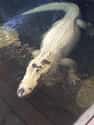 Alligator on Random Mind-Blowing Photos Of Half Albino (AKA Leucistic) Animals