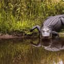 Alligator on Random Weirdest Animals You Can Legally Own In US