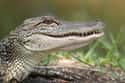 Alligator on Random Wild Animals That Cause Serious Problems In Florida