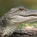 Alligator on Random Wild Animals That Cause Serious Problems In Florida