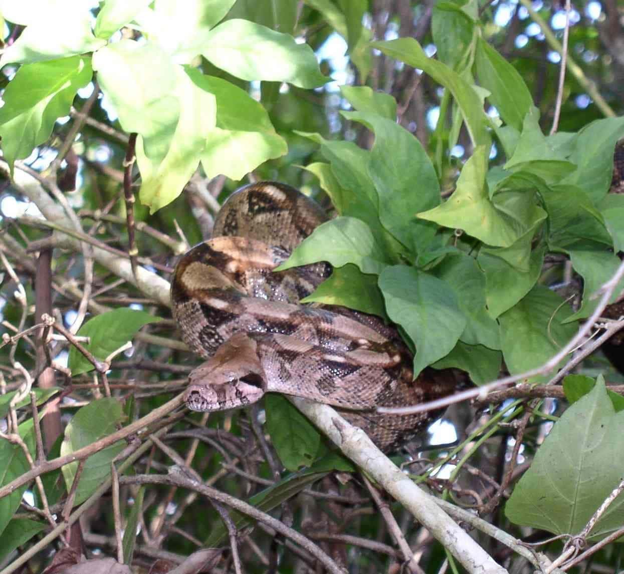 boa vs python lesbien scene