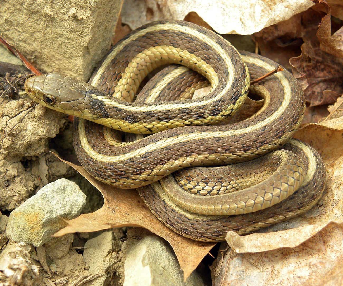 Snake Birth