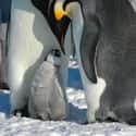 Emperor Penguin on Random Animals with the Cutest Babies