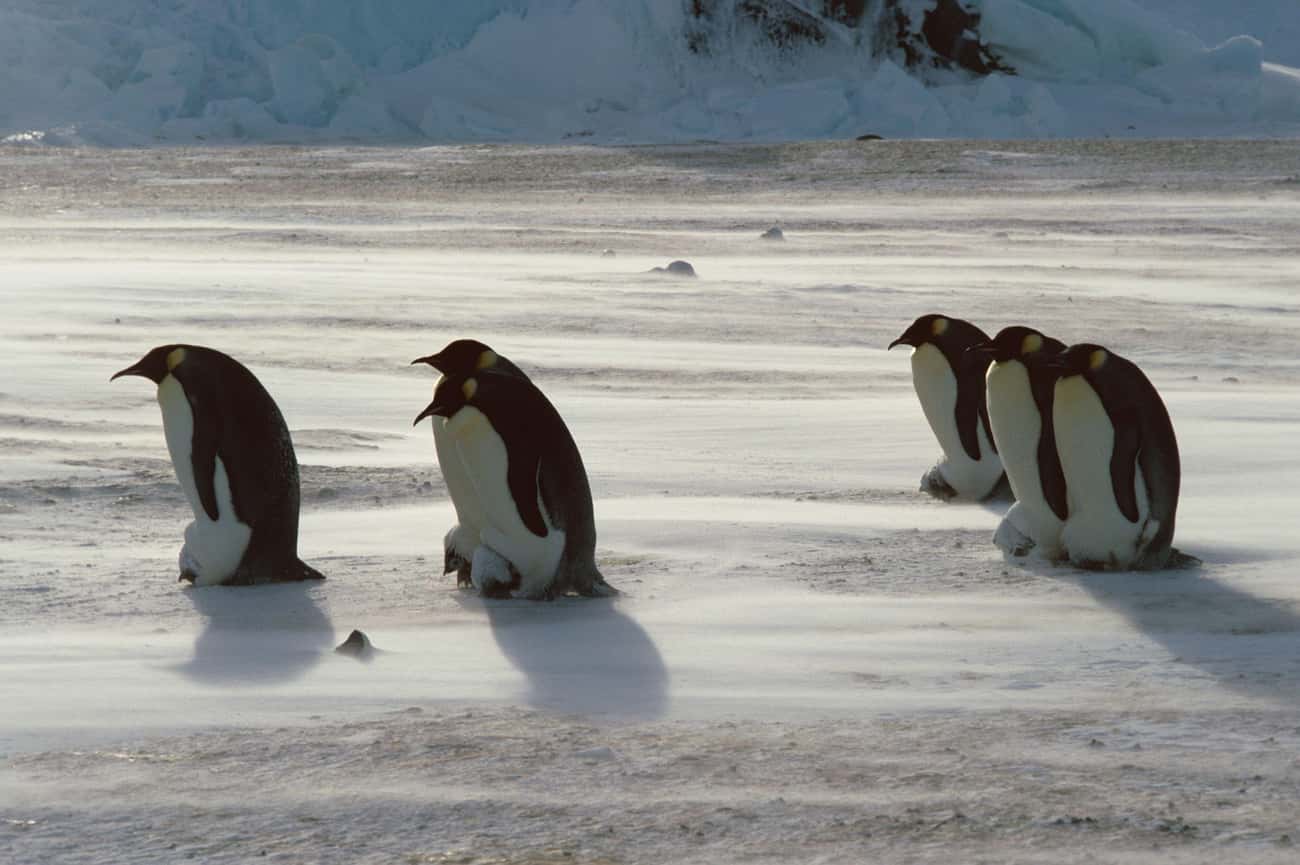 Emperor Penguin Dads Go Through Hell For Their Babies