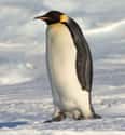 Emperor Penguin on Random Most Interesting Birds on Earth