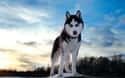 Siberian Husky on Random Best Dogs for Kids