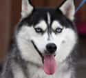 Siberian Husky on Random Very Best Dog Breeds