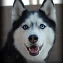 Siberian Husky on Random Best Dog Breeds for Families
