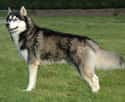 Siberian Husky on Random Dog Breeds Would Be Sorted Into Which Hogwarts Houses