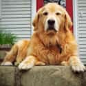 Golden Retriever on Random Very Best Dog Breeds