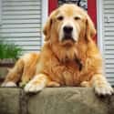 Golden Retriever on Random Very Best Dog Breeds