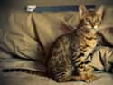 Bengal on Random Most Adorable Hybrid Cats