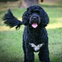 Portuguese Water Dog on Random Best Dogs for Allergies