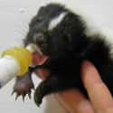 Skunk on Random Animals with the Cutest Babies