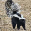 Skunk on Random Invasive Animals You Can Actually Get Paid To Hunt
