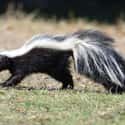 Skunk on Random Pets That Are Banned Around World And Why