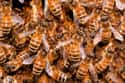 Bee on Random Truly Strange Infestations That Could Be Taking Over Your House Right Now