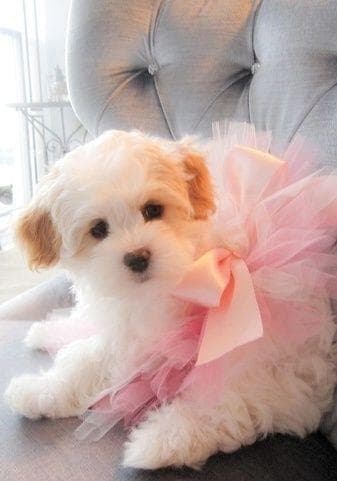 Cutest Maltipoo Pictures Cute Photos of Maltipoos