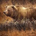 Grizzly Bear on Random Scariest Animals in the World