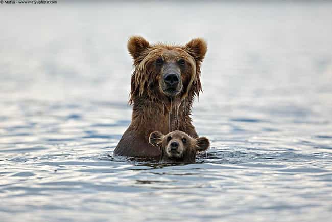 Grizzly Bear and Cub