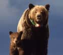 Grizzly Bear on Random Worst Dads In Animal Kingdom