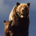 Grizzly Bear on Random Worst Dads In Animal Kingdom