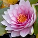 Water Lily on Random Best Flowers to Give a Woman