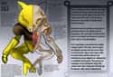 Abra on Random Pieces of Hyper-Detailed Pokemon Anatomy Fan Art