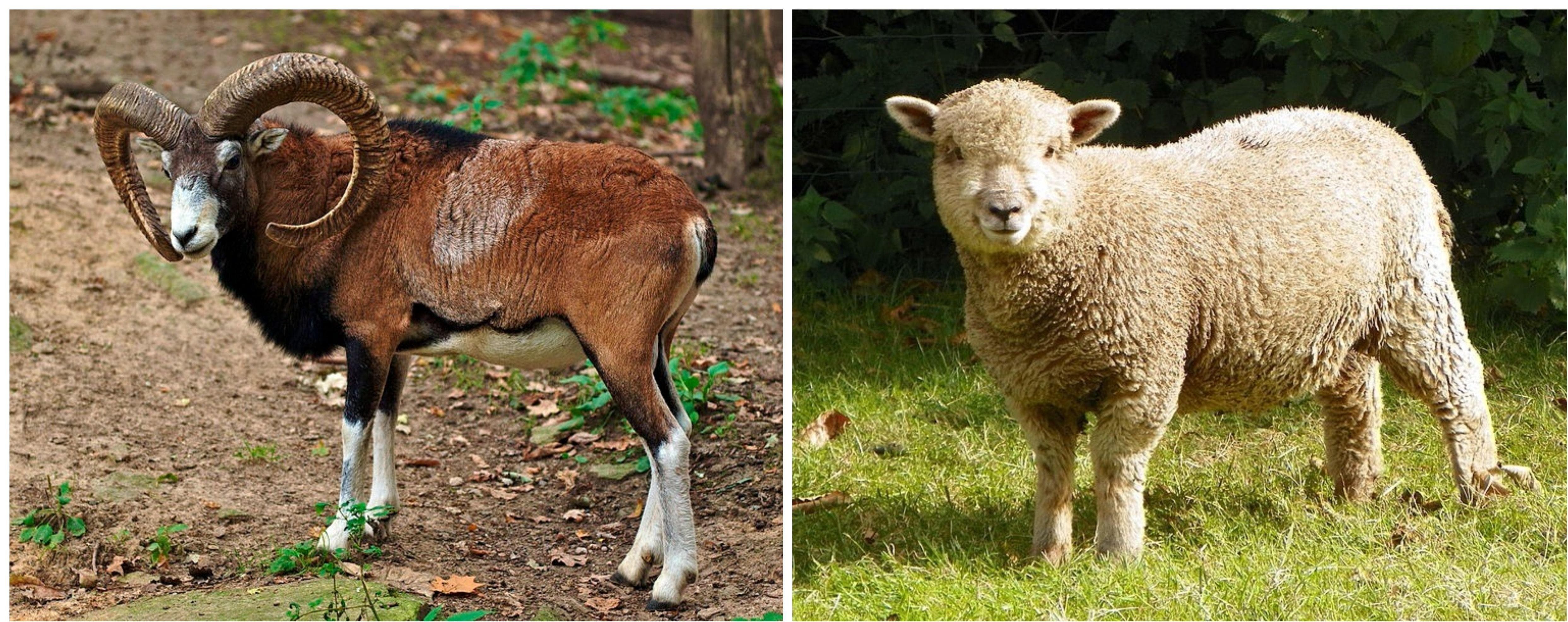 What Animals Looked Like Before Humans Started Breeding Them For Food