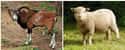 Domestic sheep on Random Animals Looked Like Before Humans Started Breeding Them For Food
