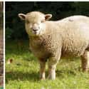 Domestic sheep on Random Animals Looked Like Before Humans Started Breeding Them For Food