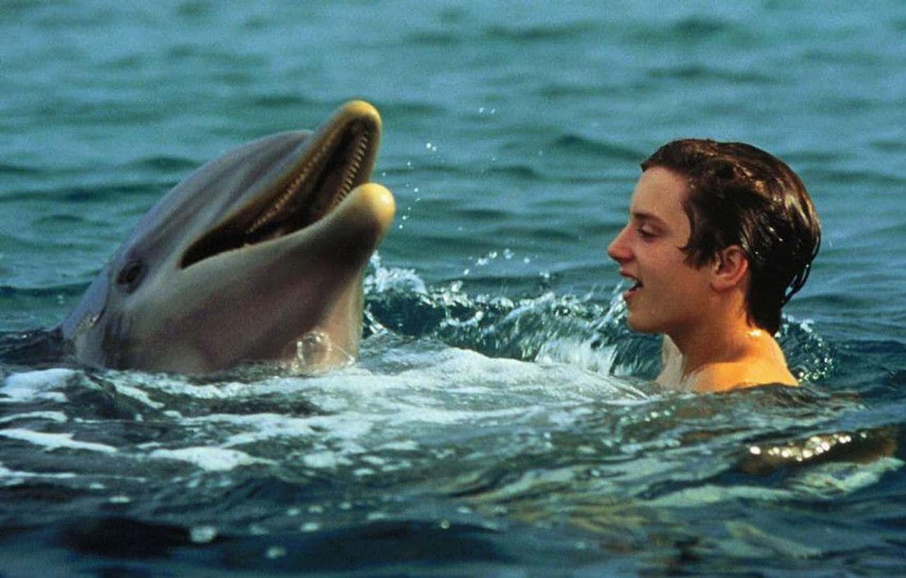 Dolphins Are Friendly, Smiley Companions