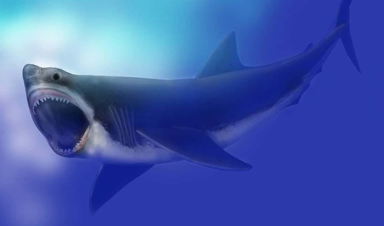 Megalodon, The Whale-Sized Shark