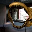 Megalodon on Random Extinct Species You Would Bring Back From Dead