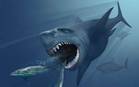 Complete List Of Extinct Sharks, From the Meg to the Otodus